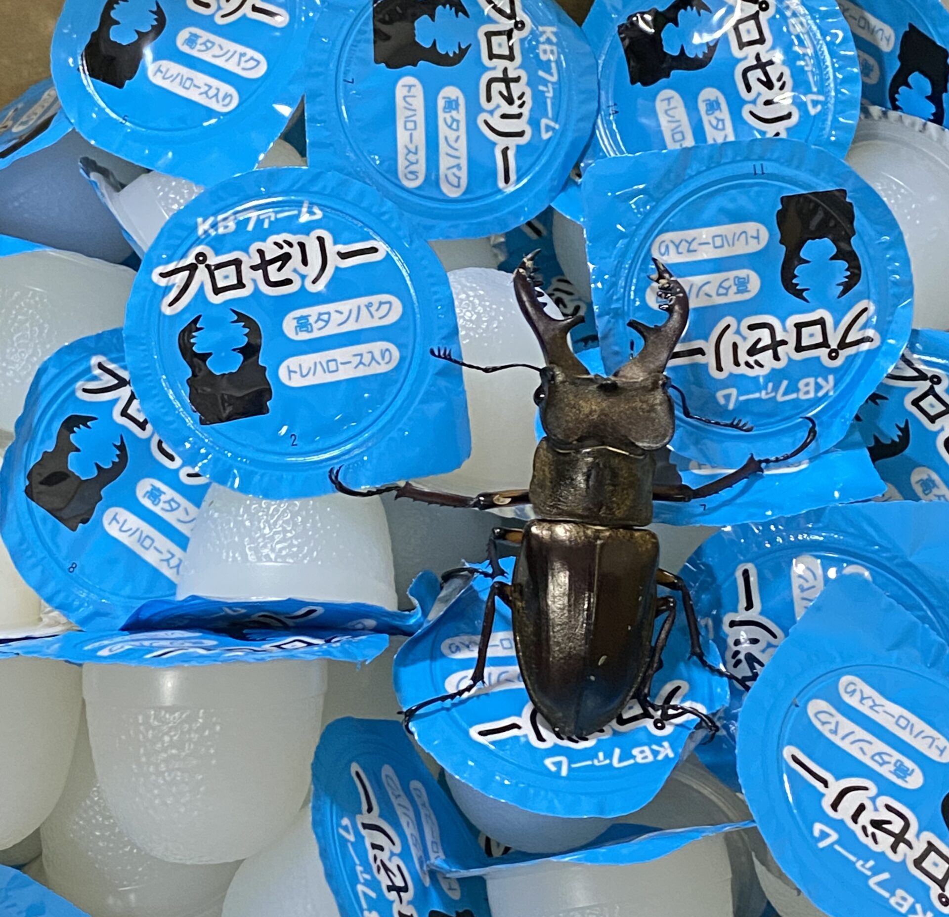 ふるさと納税でプロゼリー
