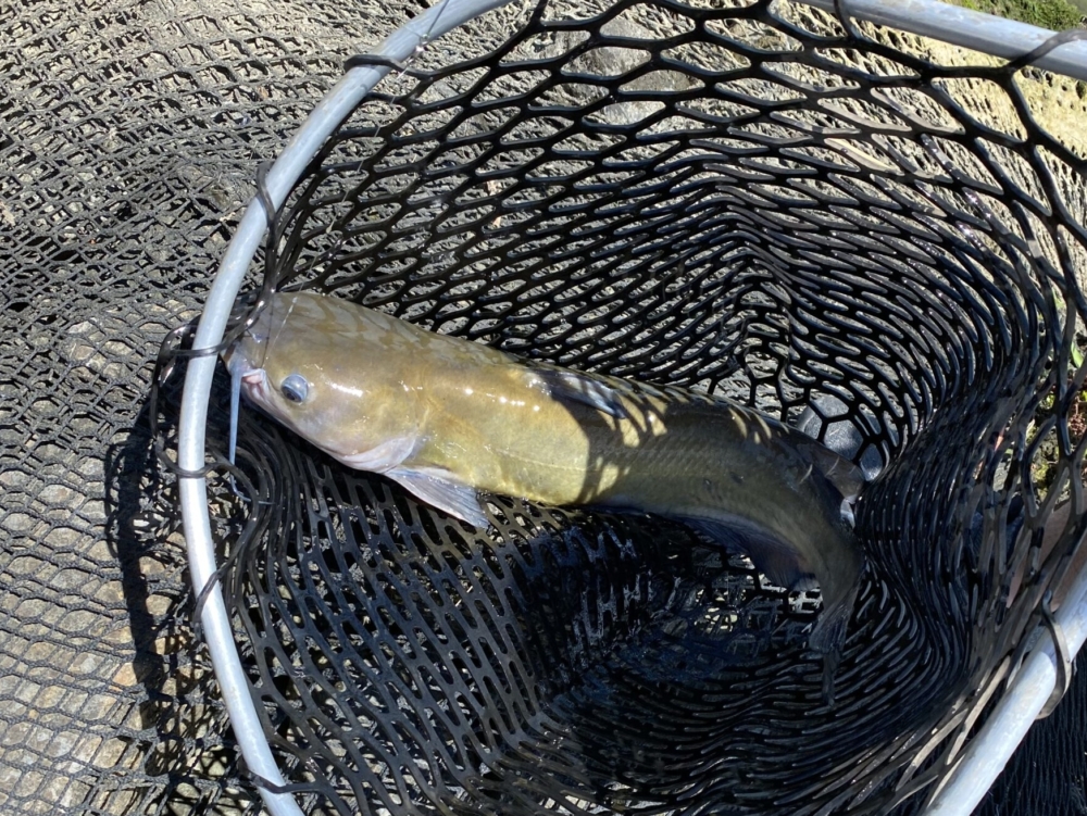 私が行くと誰も魚が釣れなくなるジンクスを解消するためにアメリカオオナマズを釣りに行った