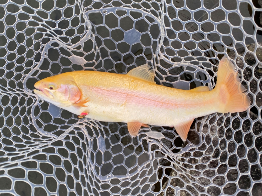 アルビノのニジマスを釣って食べたぞい