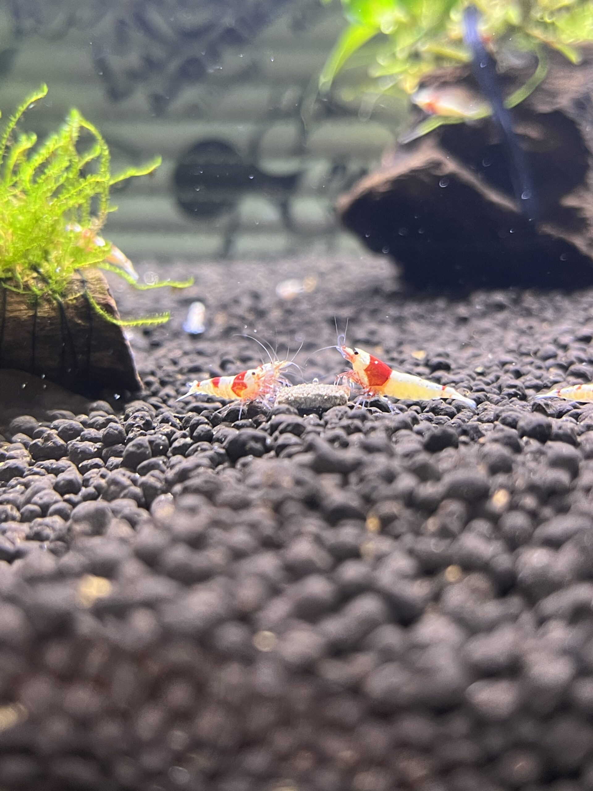 ビーシュリンプ飼育開始