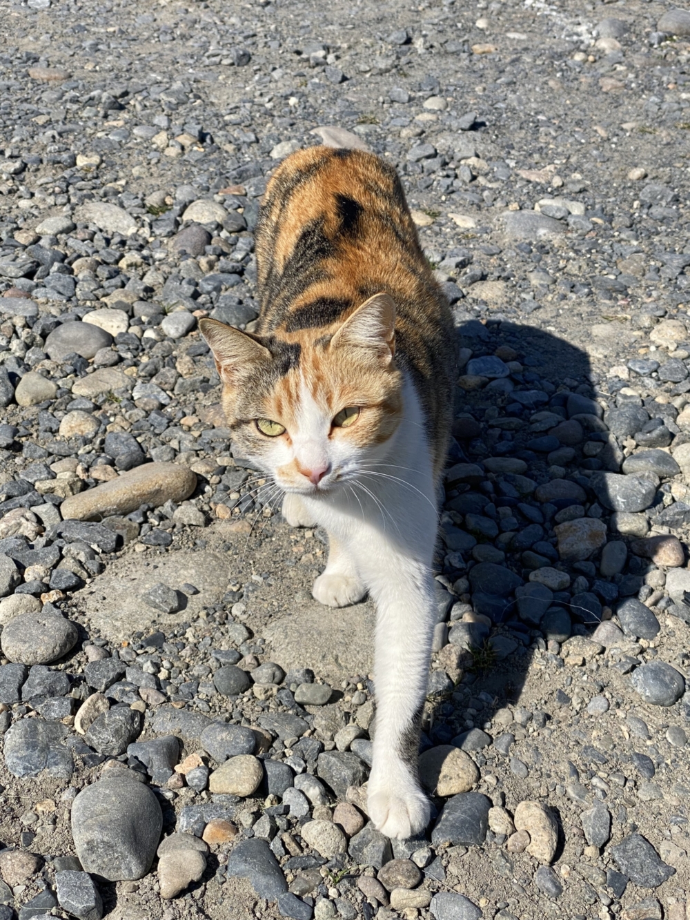 人生はやしお