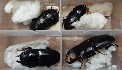 〜七月ノオホクハガタ　其ノ弐〜