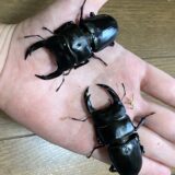 会津のヲヲクワガタが羽化したぞい
