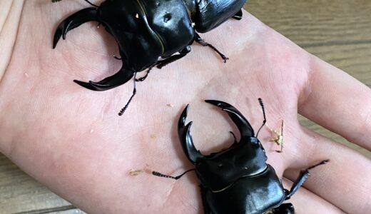 会津のヲヲクワガタが羽化したぞい