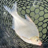 霞のGTを釣って食べたぞい