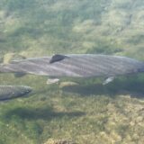 イトウを釣って食べたぞい