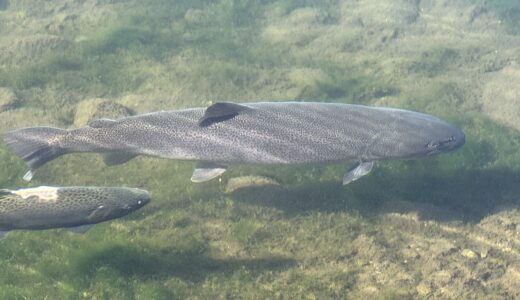 イトウを釣って食べたぞい