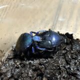 青いカナブンのブリード