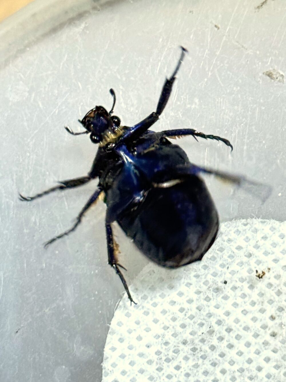 オス　その1