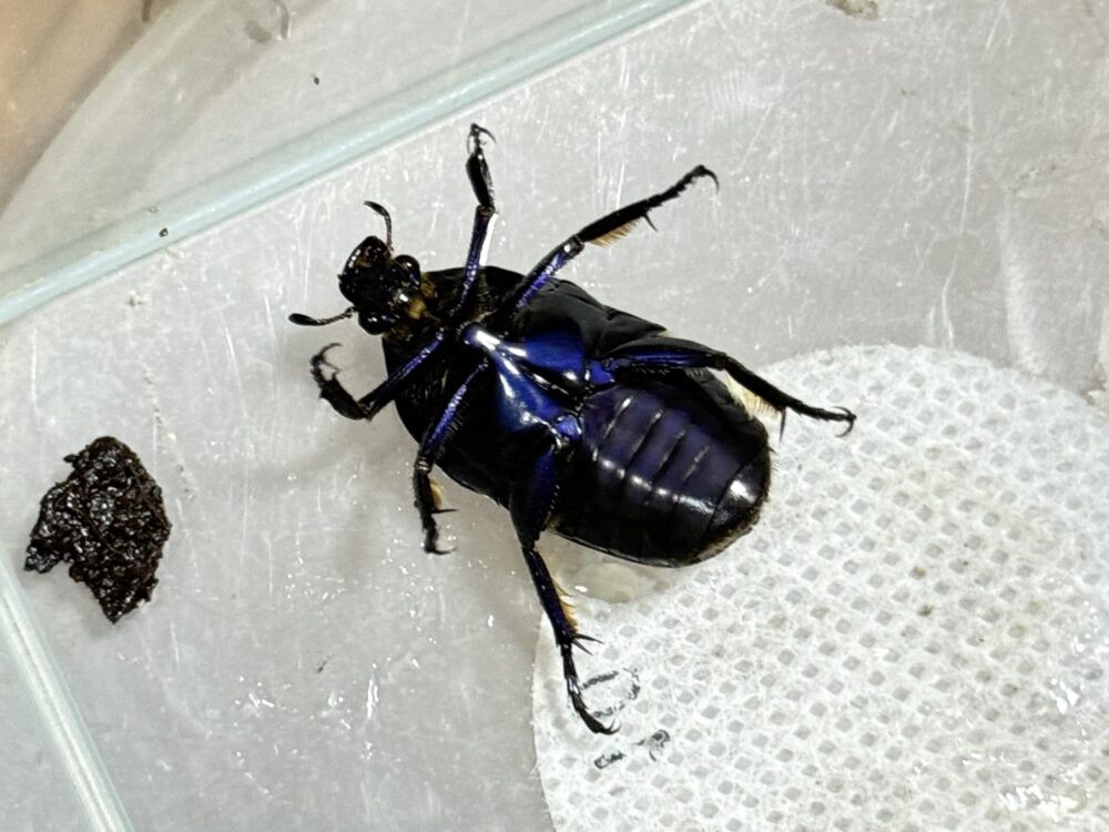 オス　その2