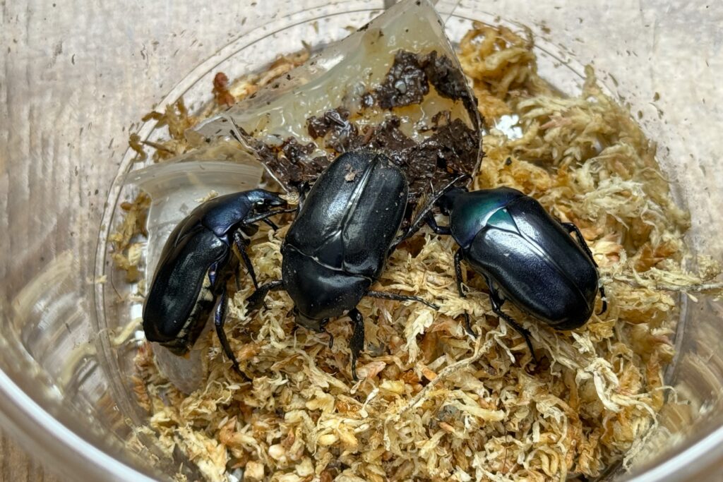 真ん中メス、両端はオスのカナブン