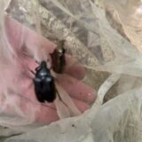 へっぽこ福江島採集　其の弐